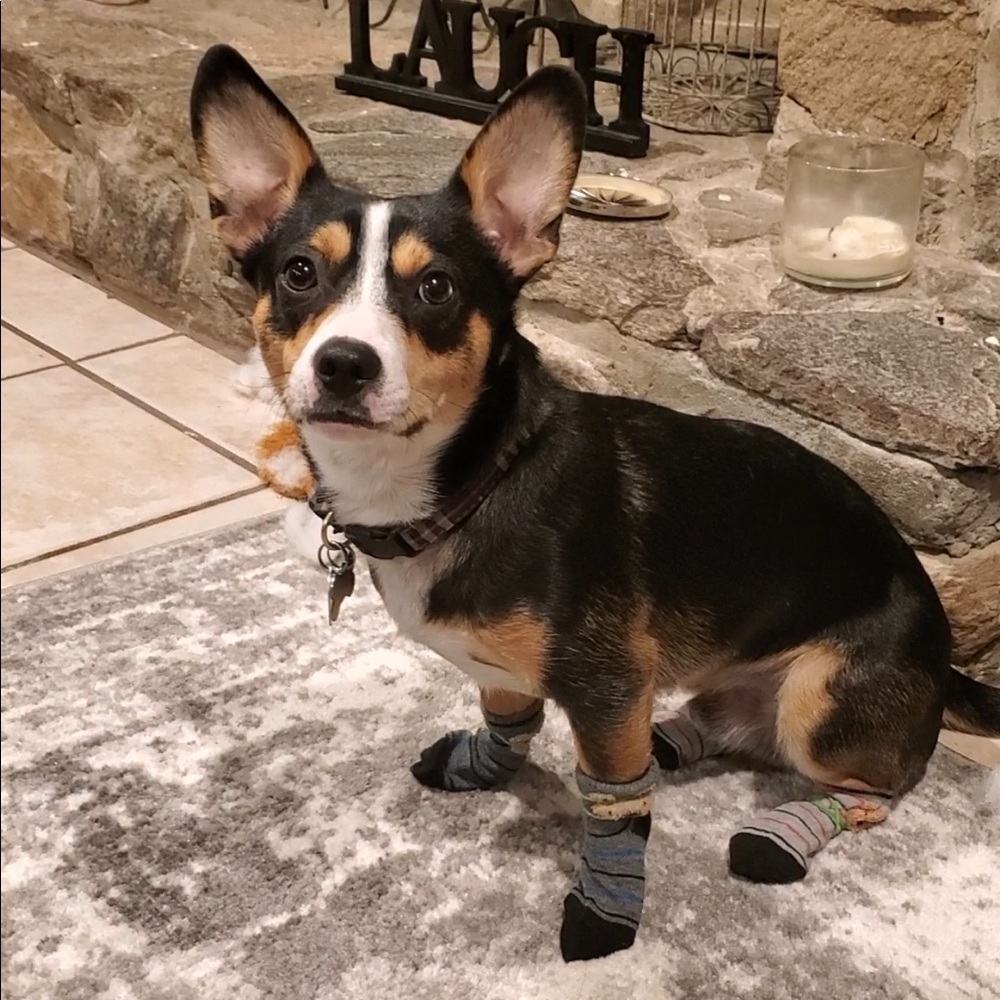 Family Pets - Picture 4 of 11